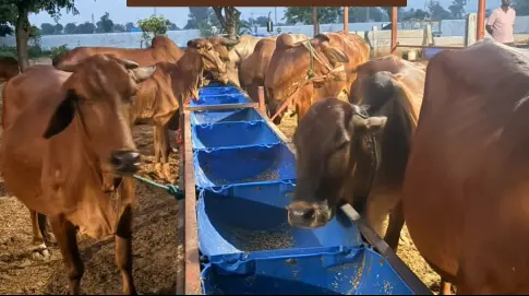 Desi cows and buffalos grazing freely on natural pastures